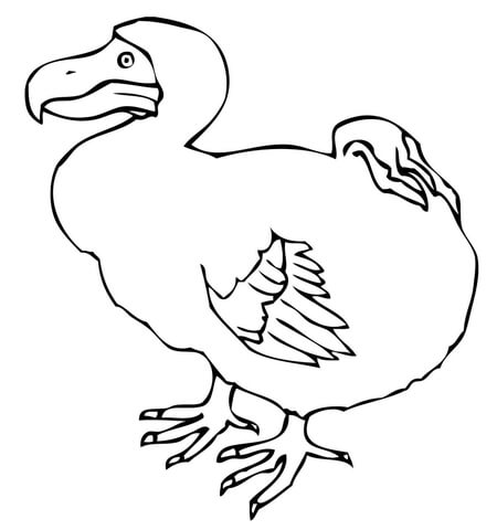 Dodo Bird Coloring Page